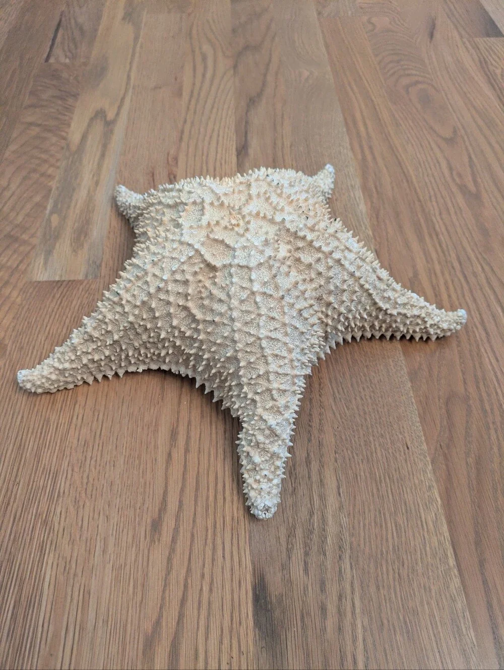 Giant Natural Dried Starfish 12